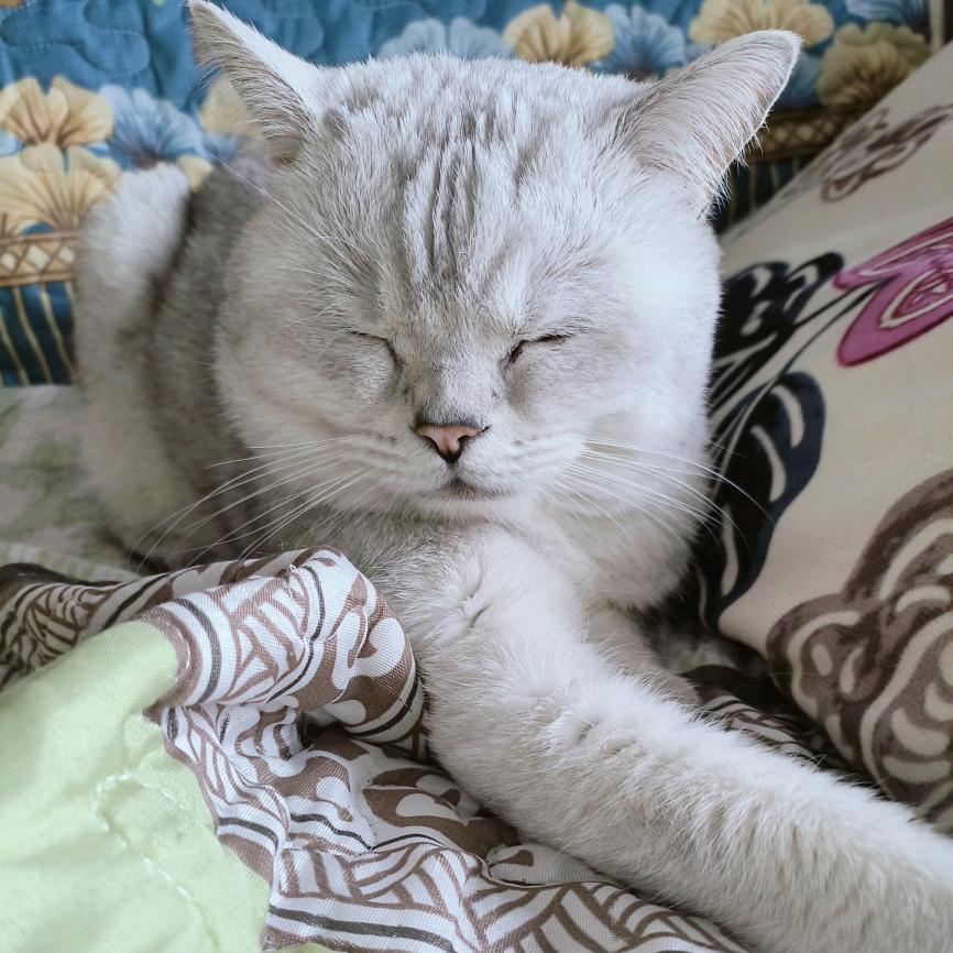 @哆啦的一猫一狗