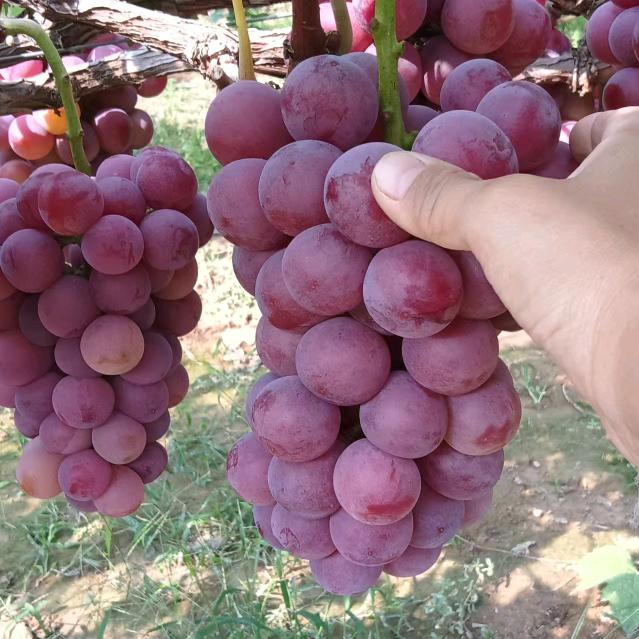 小.屈🍇