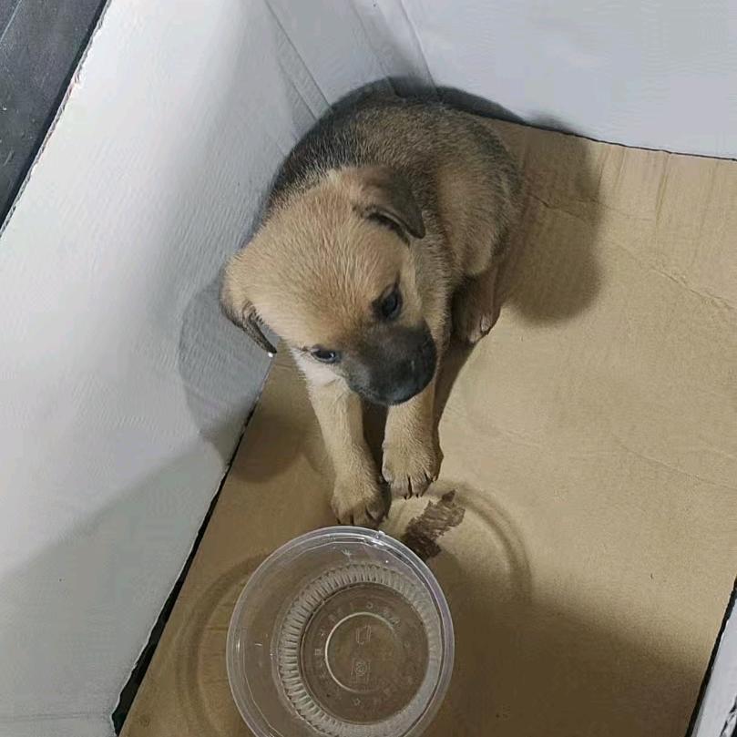 盛开的山茶花（拒绝私聊）