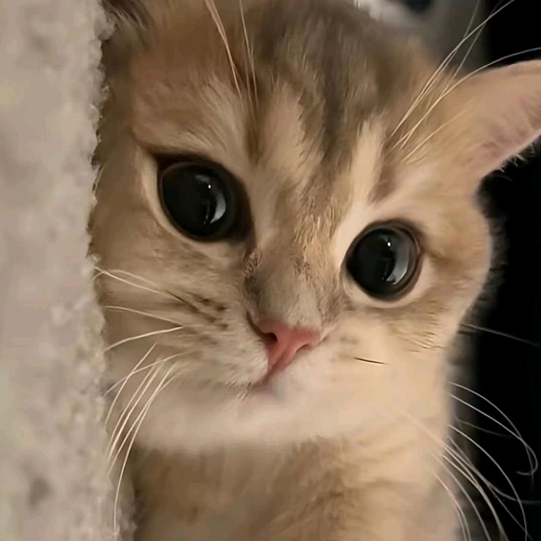 翎.