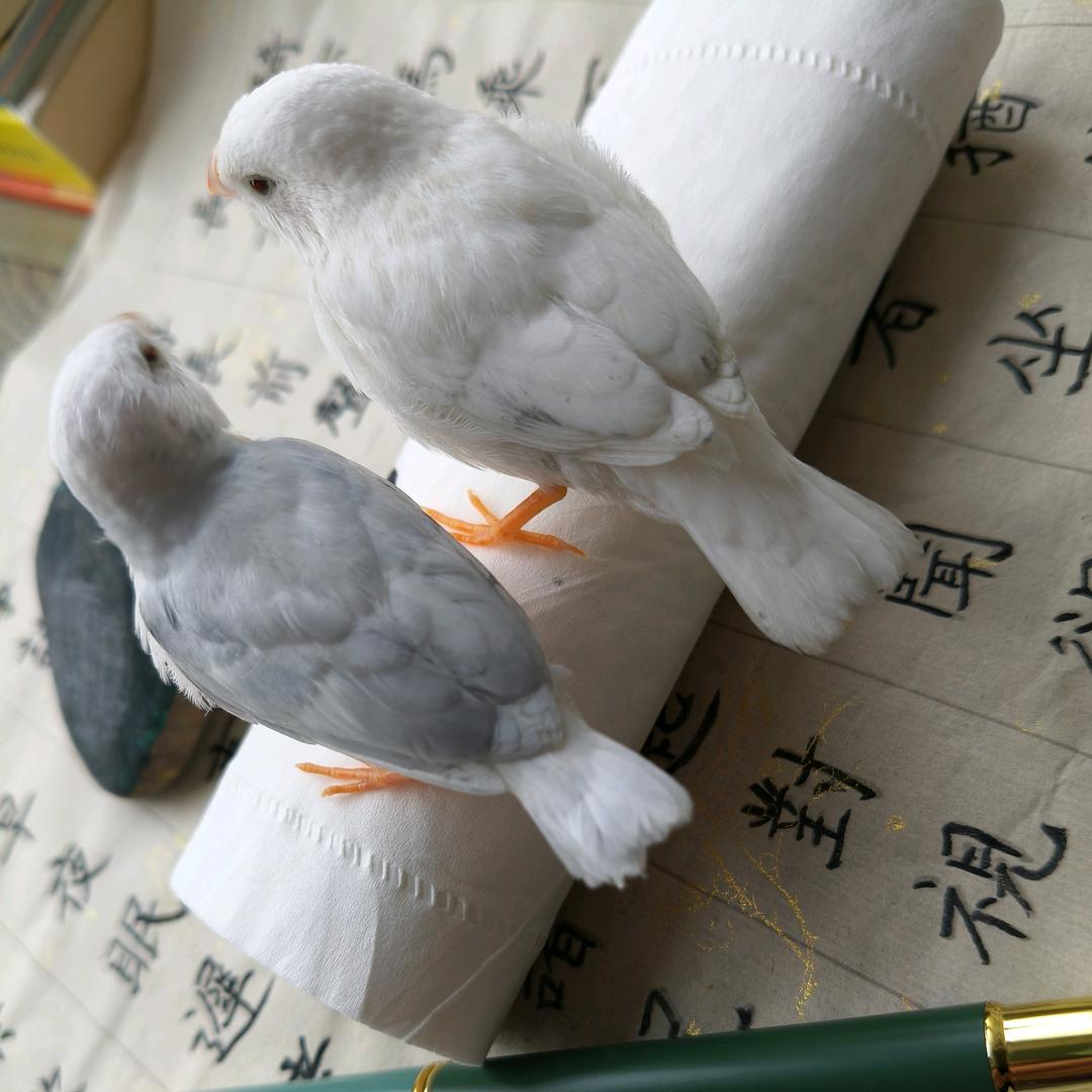 @墨盒儿