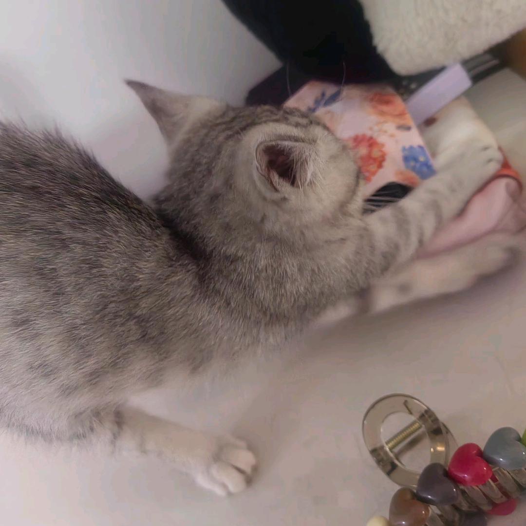 猪是读来过反