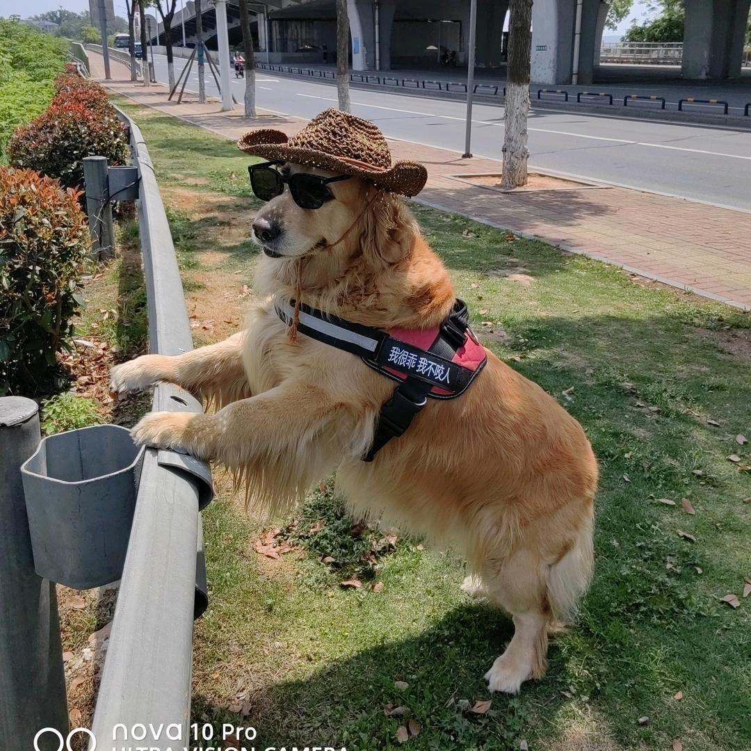 神犬天狼%虎帅