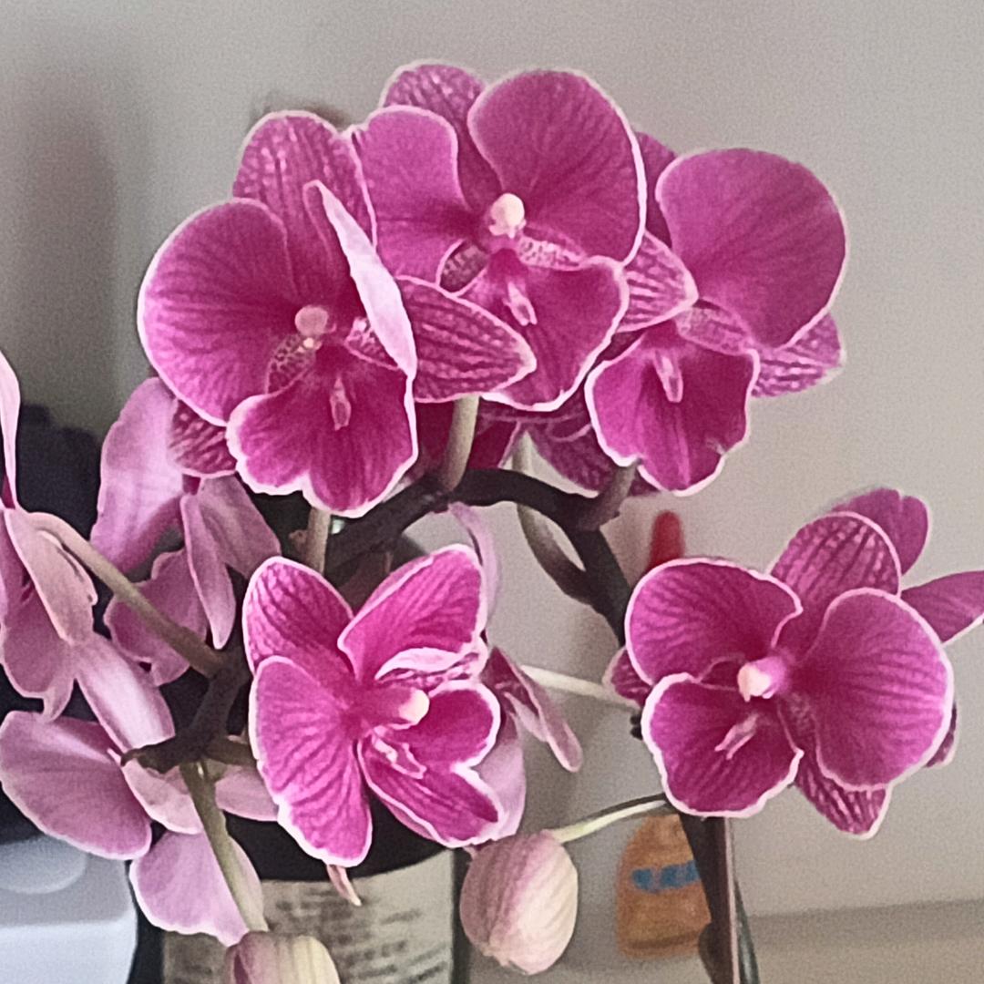 💞薰衣草💞