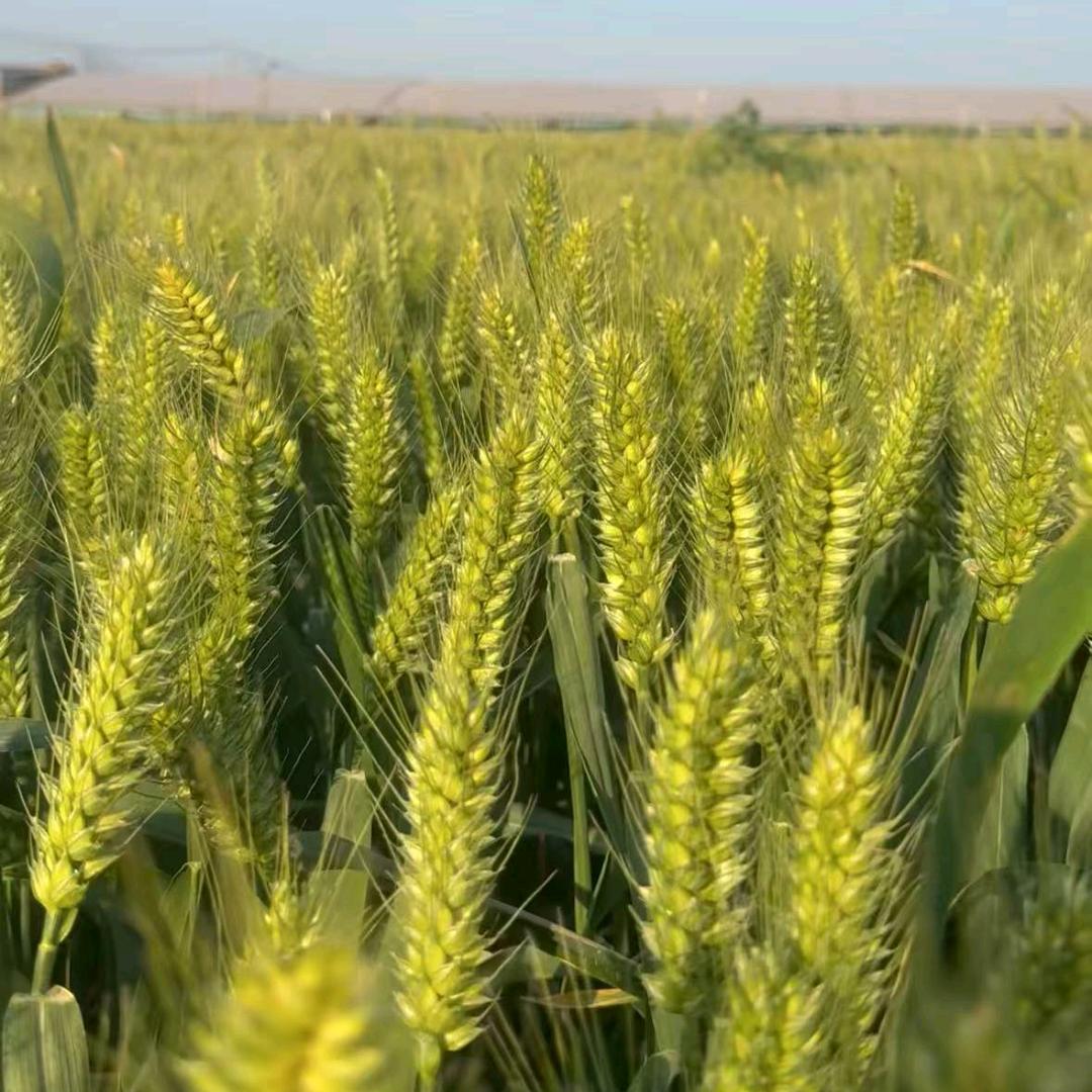 河南丰硕农业助农