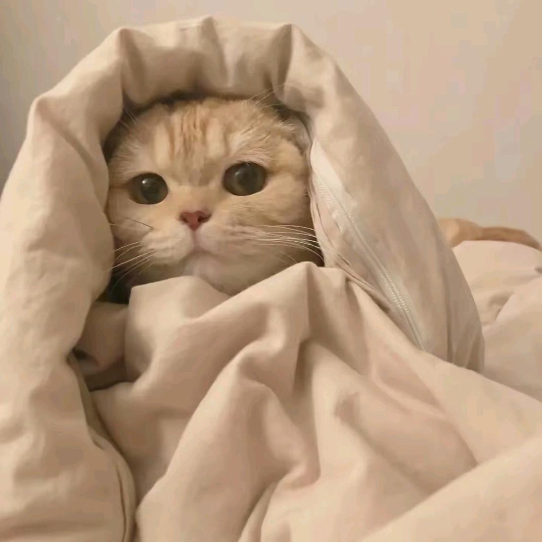 小樰爱睡觉💤