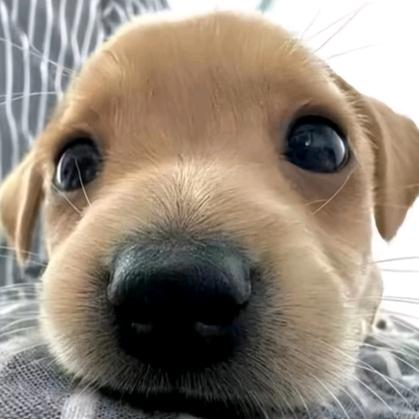 霖南（只会玩米莱狄）