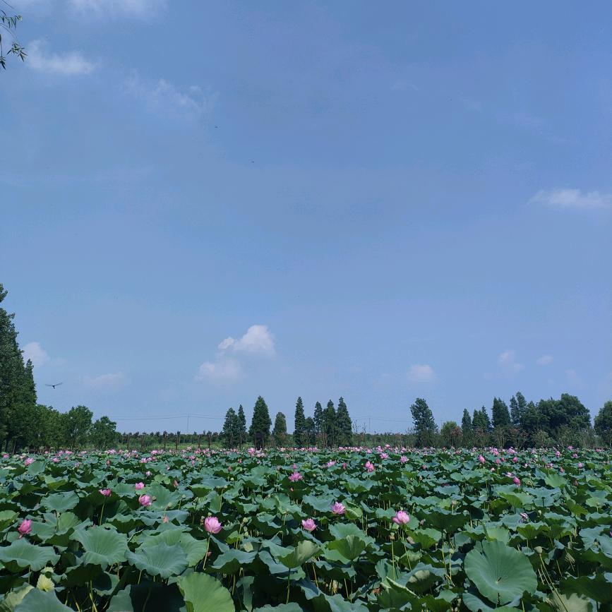 幸运果～