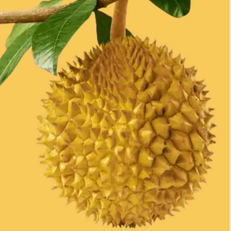 蓝斑马榴莲