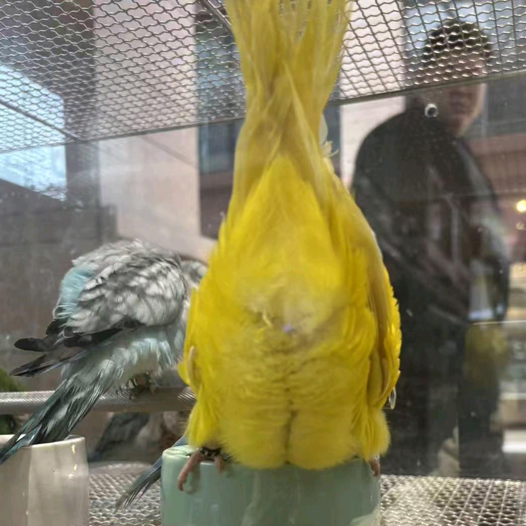 这是一只鹦鹉屁股