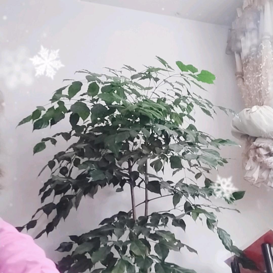 微笑是最美的语言