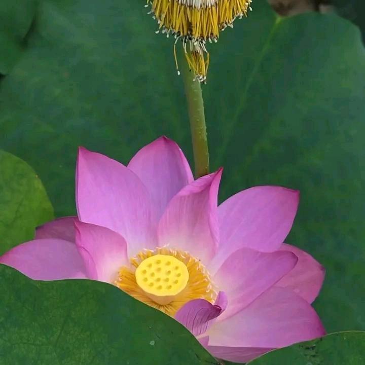 相逼是缘分