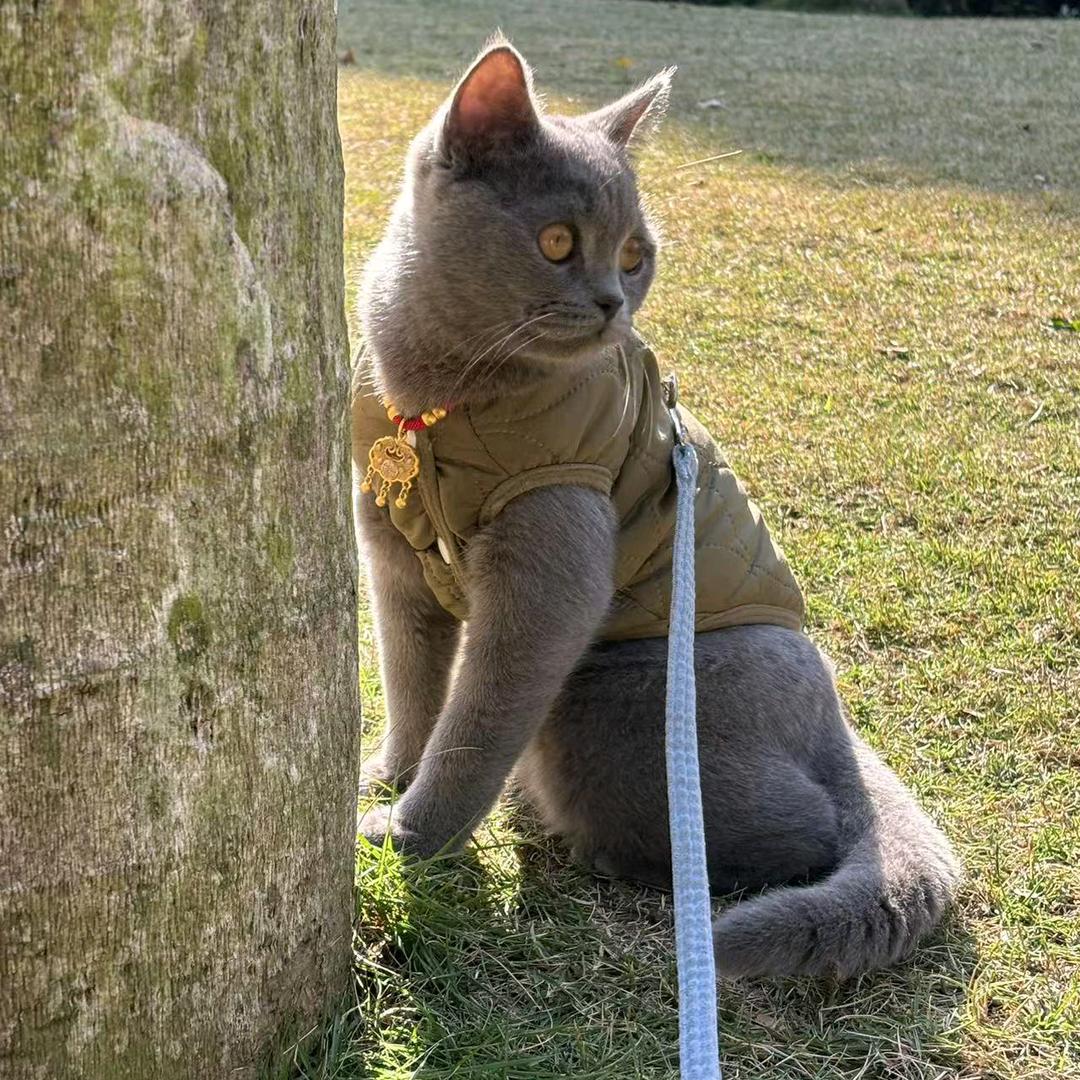 你说小猫最乖🐱