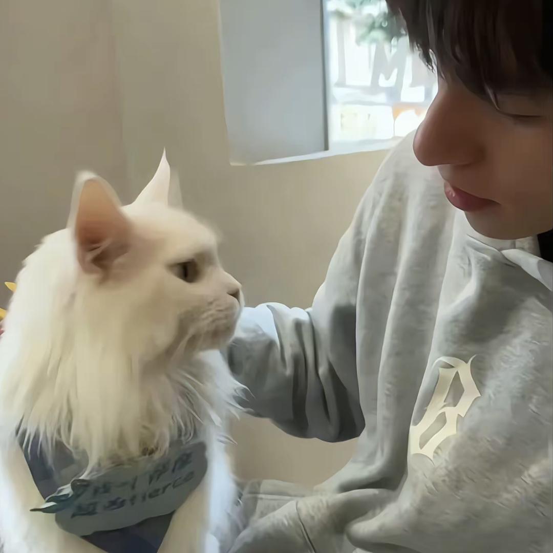 黑猫