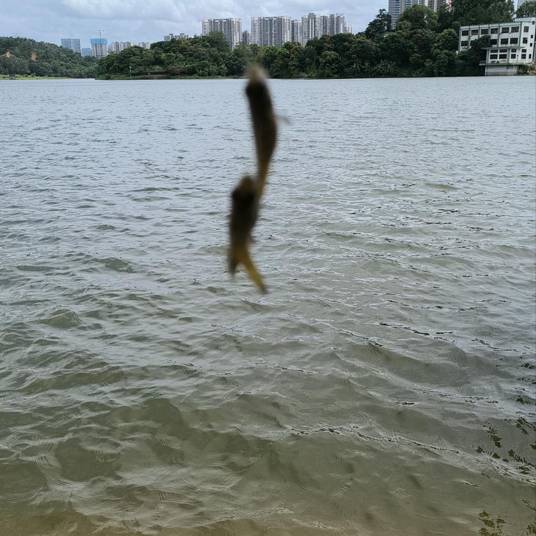 小邱哥