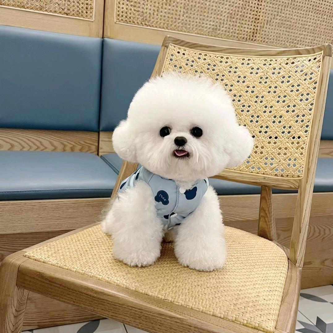 小狗汪汪犬舍