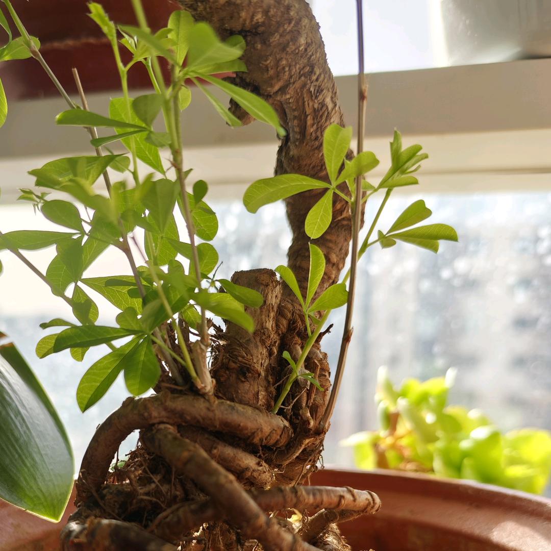 植物和我的一生