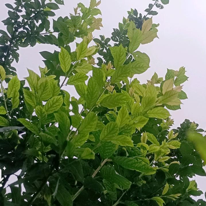 我独有的暗号（㿝㝊）