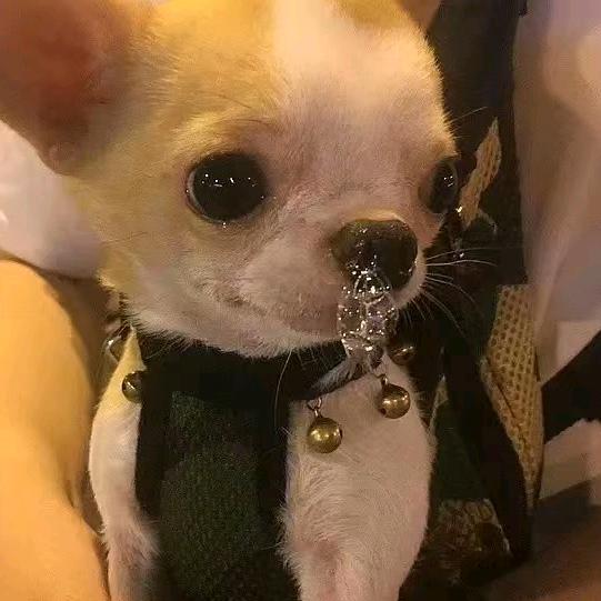 阿尼娅