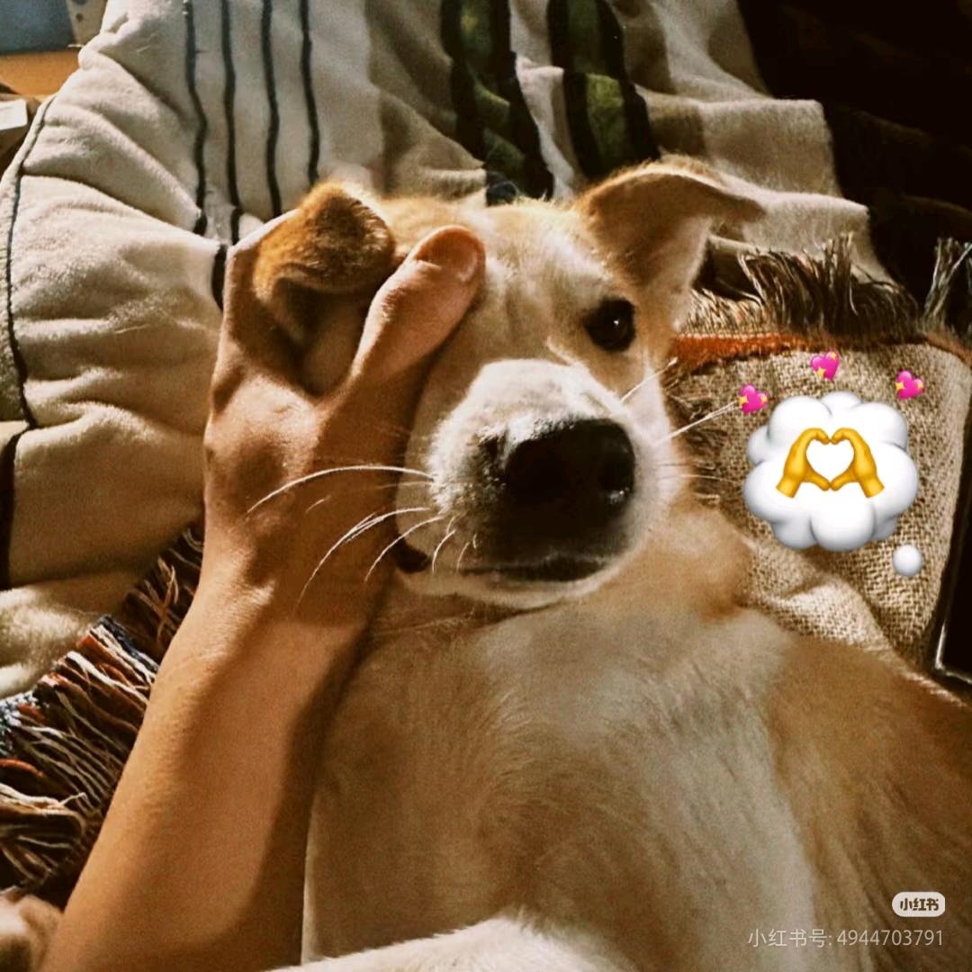 🌾旺旺碎冰冰🌾