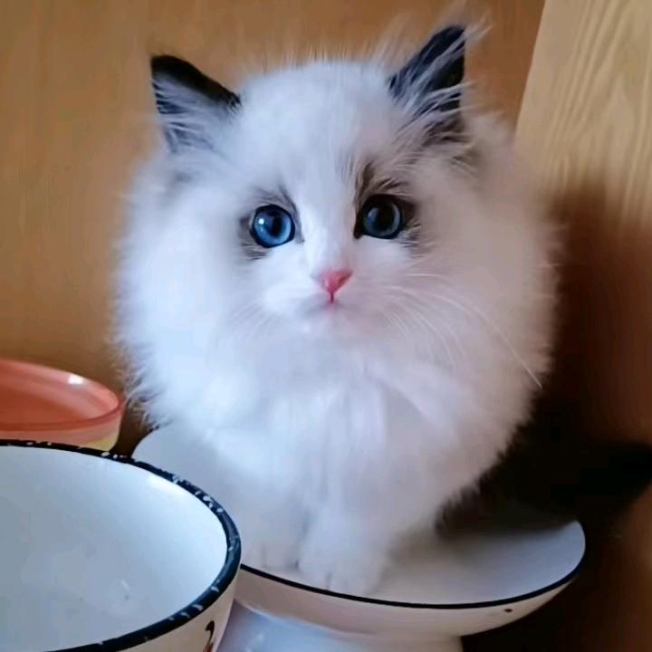 久家团子