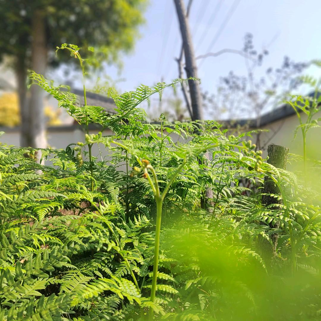 携手看黄昏