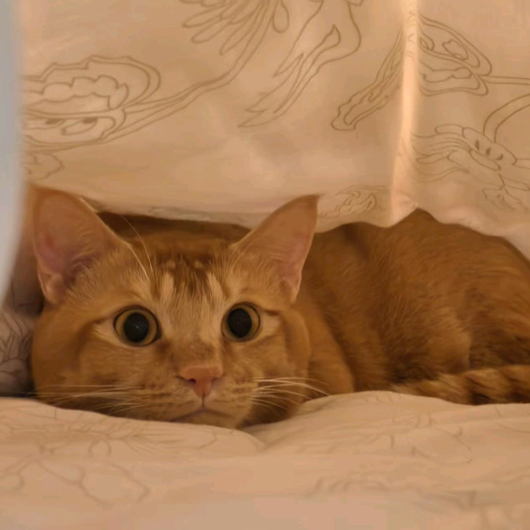 爱吃吃吃鸡蛋🥚