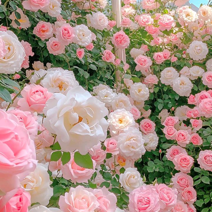 吹吹人间发财风