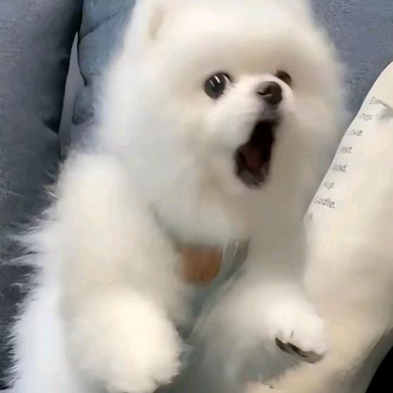 张百万