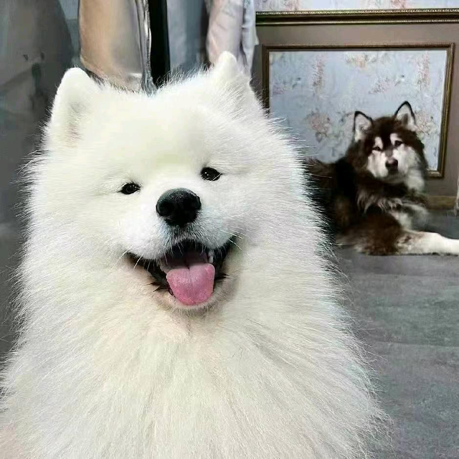快乐的加菲猫头像