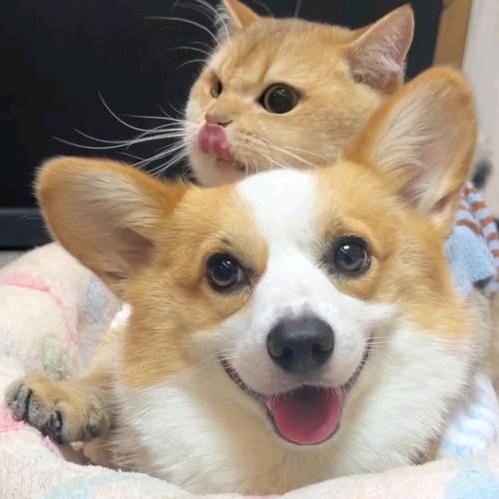 宠物用品集合店