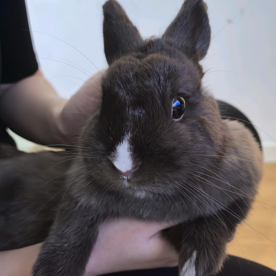孤独的老狼头