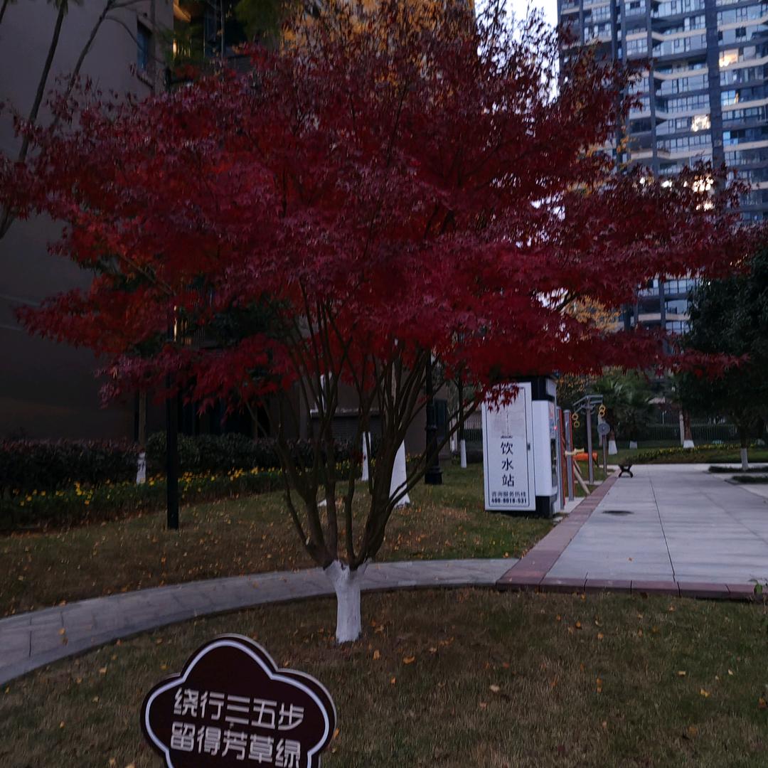 🍁微胖💞姐姐💞