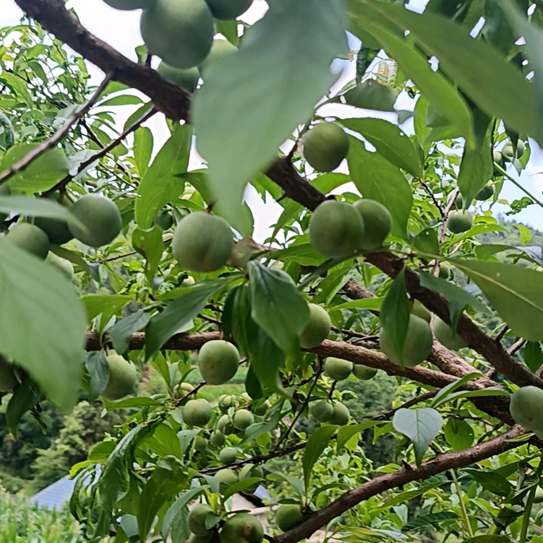 靠山山要倒，靠人人要跑，