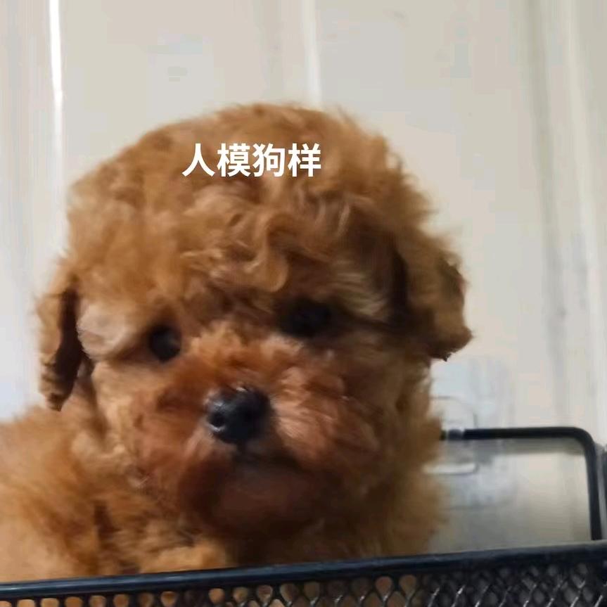 红宇烤肉培训   兴旺犬业