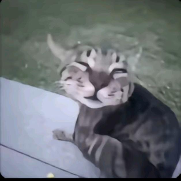 捡到小猫咪把它嗦成芒果干