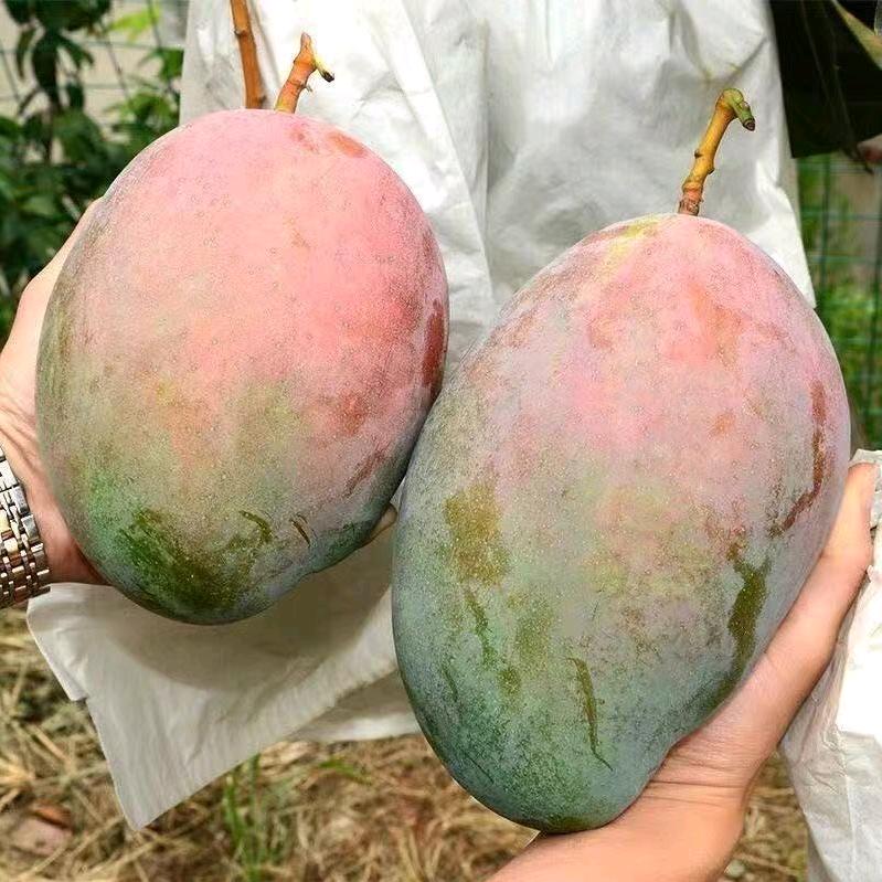 林姨