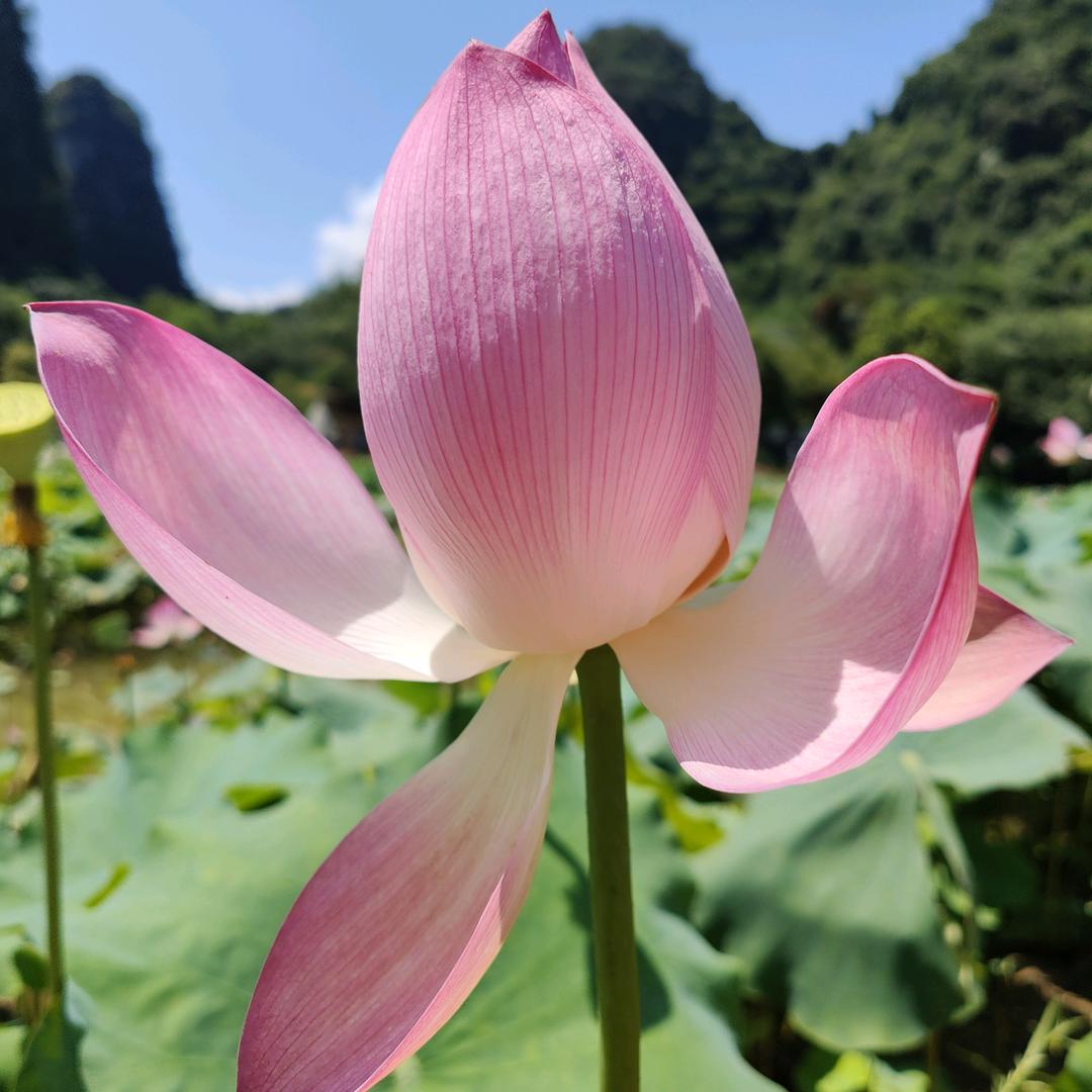 刘姐姐