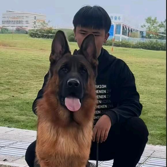 CSV锦越犬舍-小慕