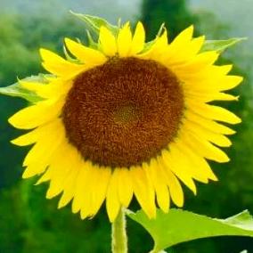 情糸远方(橱窗好物)