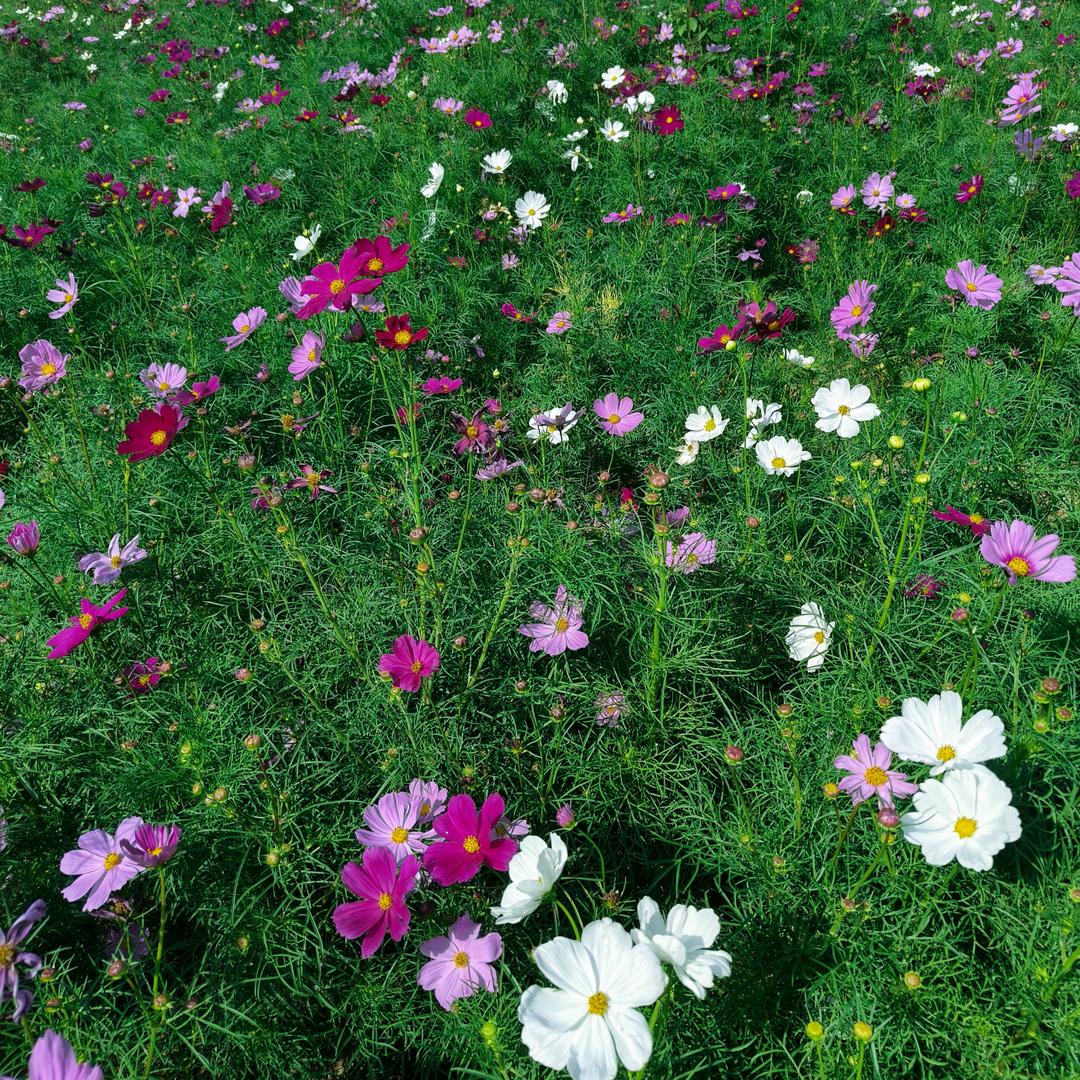 涧芳