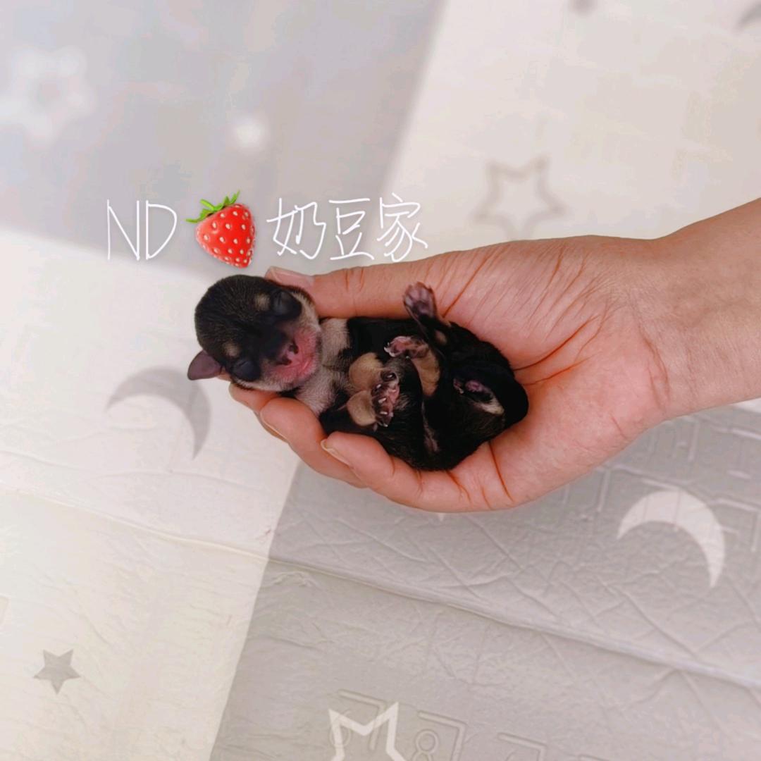 ND🍓奶豆🌸萌系雪纳瑞