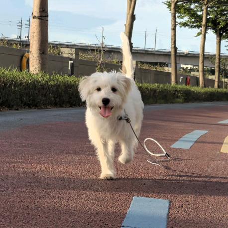 友聚宠物-王胖胖