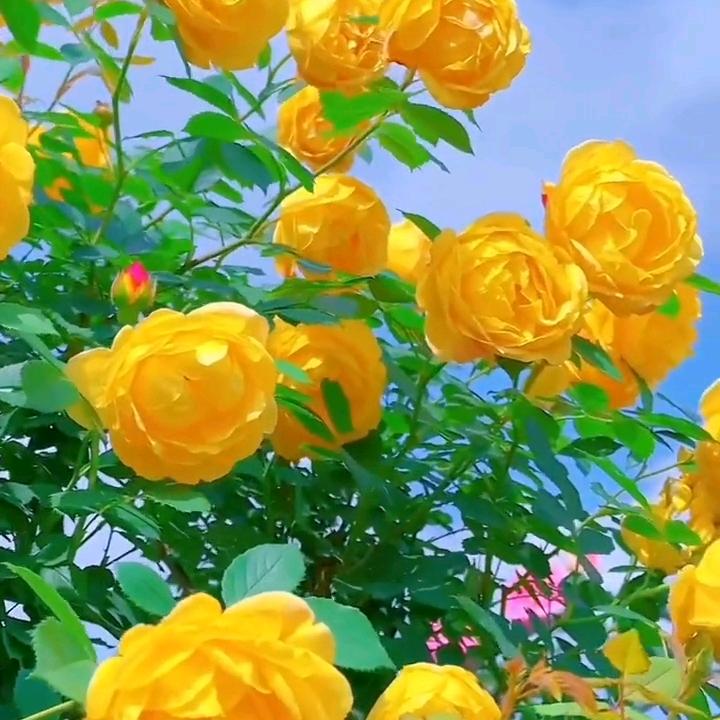 退休方姨