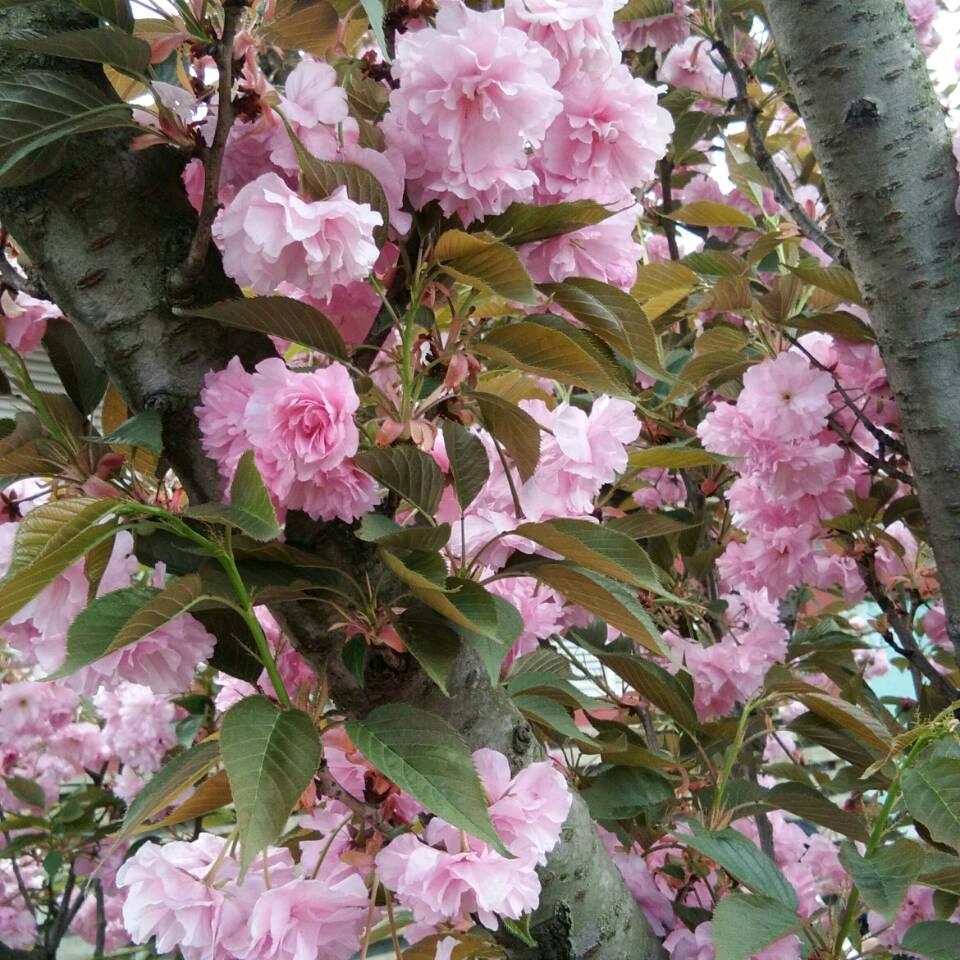 梅