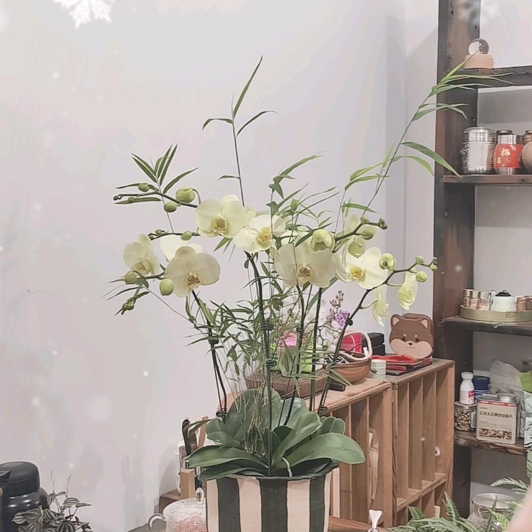 七七秀-悦舒花铺绿植花艺。