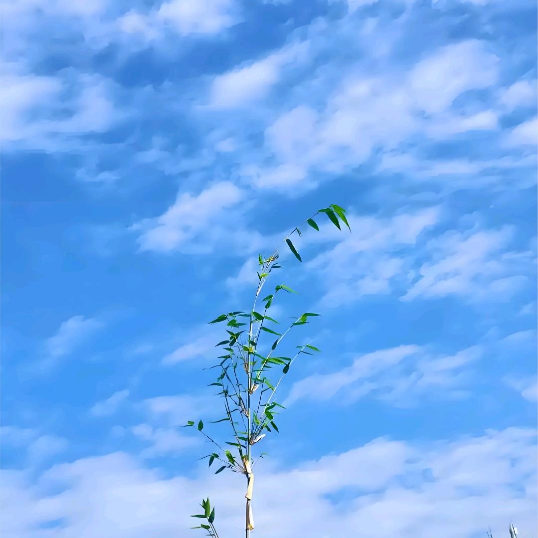 晴天哥