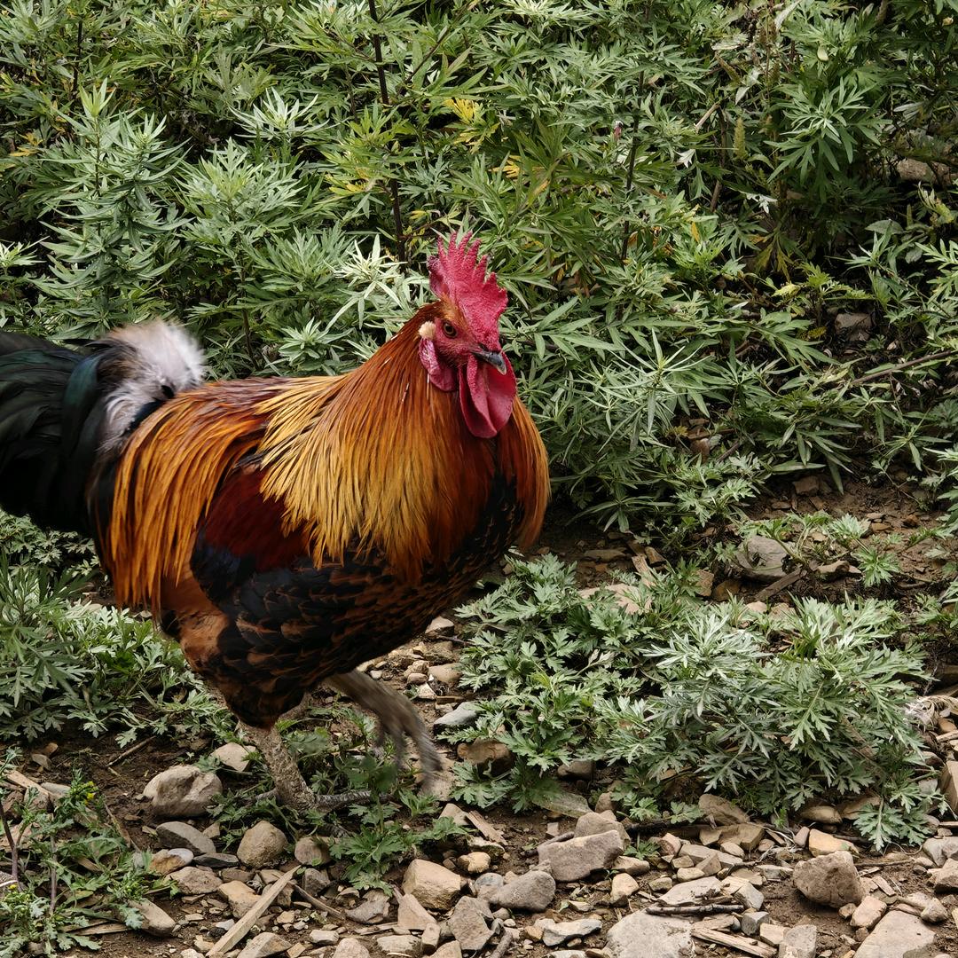 收党参黄芪当归