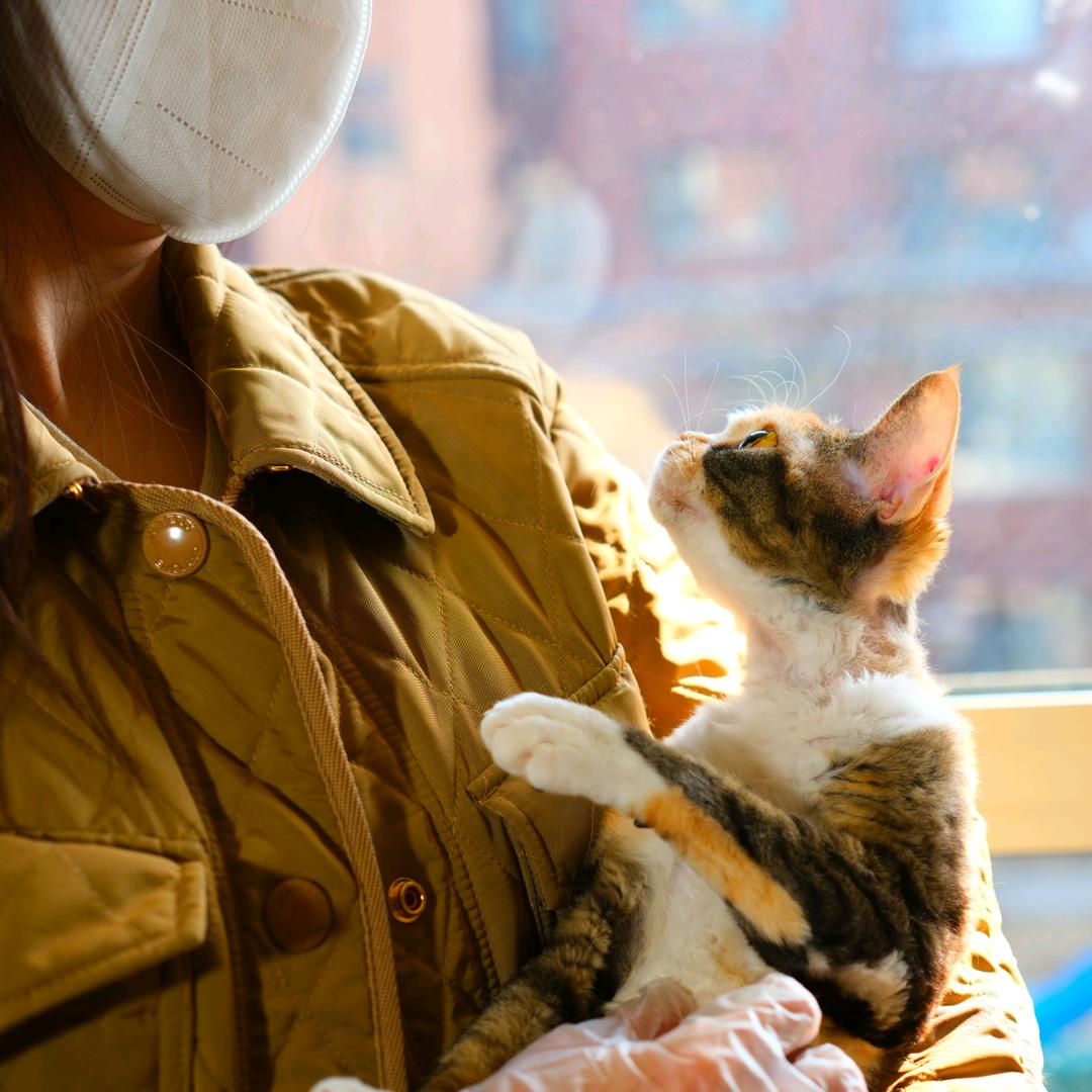 周战爱养猫（德文卷毛猫 古丽莲球尾猫）