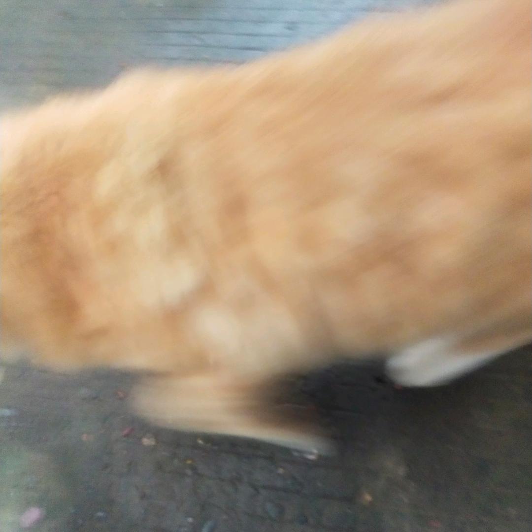 金丝猫